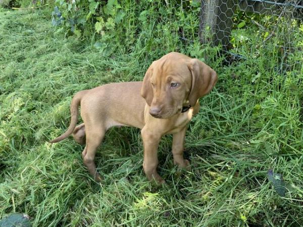 Image 2 of Hungarian Vizsla pups available NOW