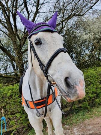 Image 2 of 16.2hh grey ID gelding for part loan/share