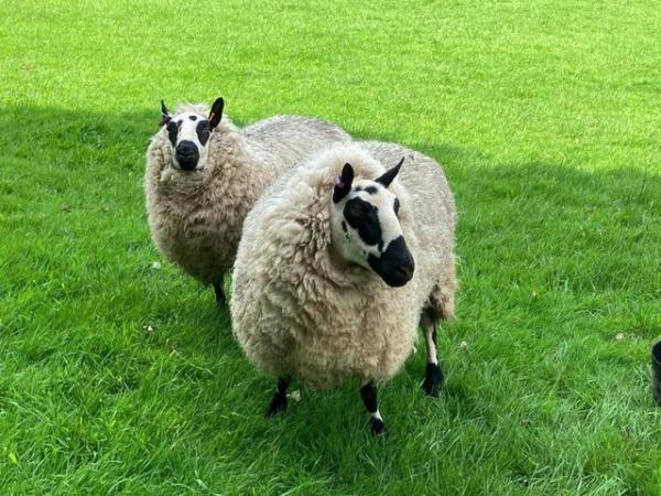 Image 1 of 2 x 2yr old Kerryhill ewes and 1 x 1 yr old Kerryhill ewe