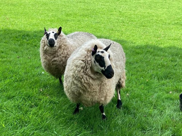 Preview of the first image of 2 x 2yr old Kerryhill ewes and 1 x 1 yr old Kerryhill ewe.