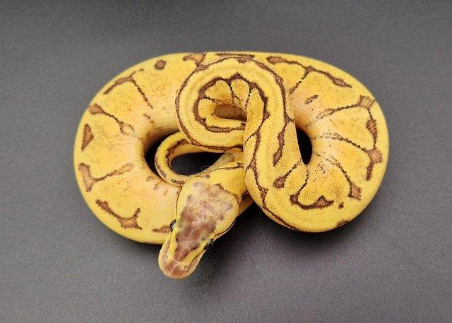 Preview of the first image of Enchi Pastel Pinstripe YB Het Pied Female Ball Python 231304.