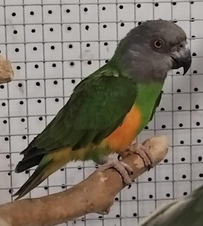 Image 1 of BIRDS/PARAKEETS/PARROTS AVAILABLE