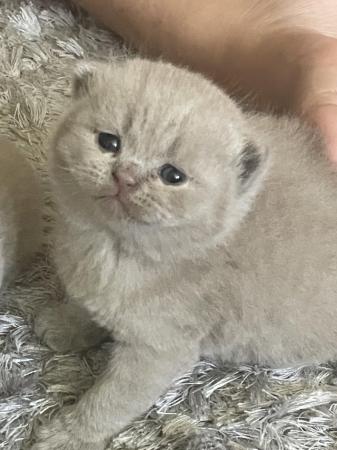 Image 2 of British short hair pedigree kittens for sale