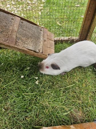 Image 4 of 12mth old Himalayan guinea pig