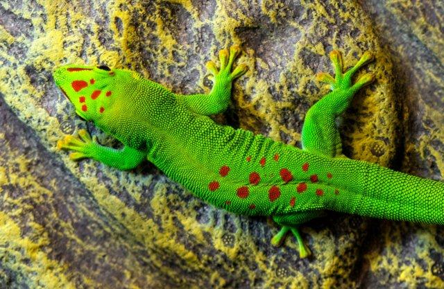 Image 4 of Madagascar Day Gecko for Sale