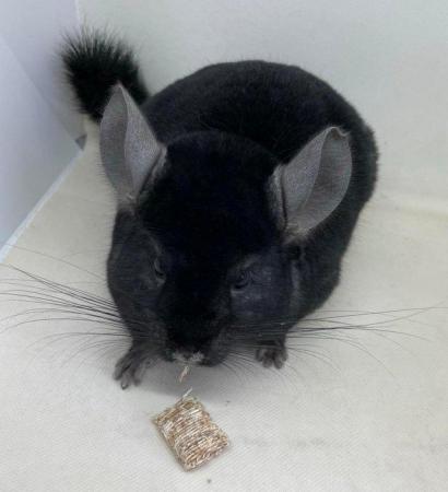 Image 8 of Chinchillas for sale in Staffordshire