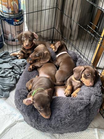 Image 6 of **READY TO LEAVE** miniature dachshund puppies for sale