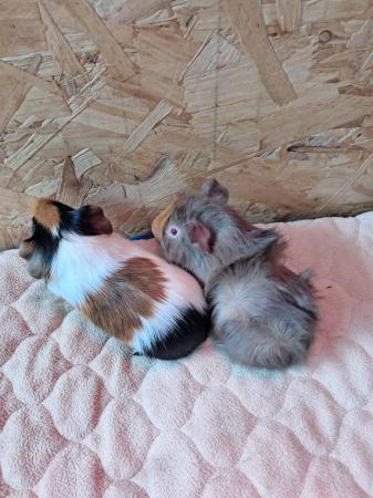 Image 4 of 2 bonded brother male guinea pigs £30 for both!