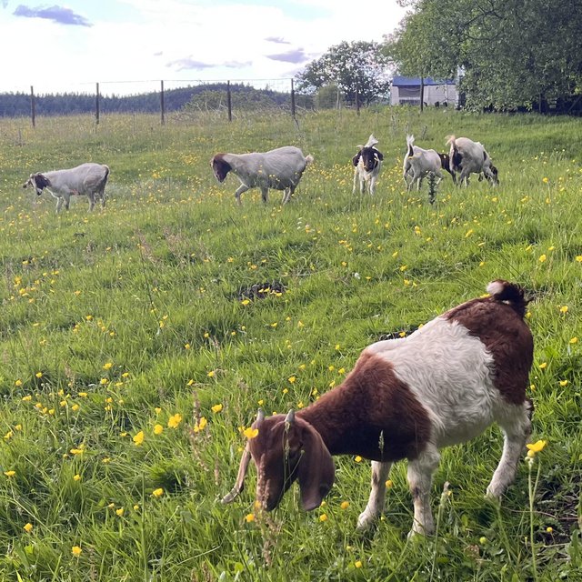 Preview of the first image of Herd of pure and pedigree registered Boer goats.