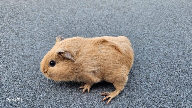 Image 4 of baby guinea pig sows very tame