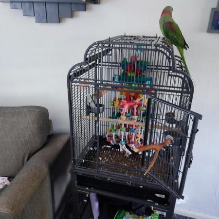 Image 4 of Alexandrine parrot available