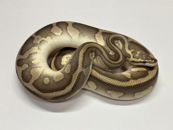 Image 6 of Ball Python Adult Males
