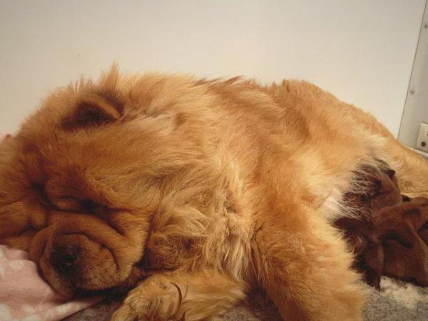 Image 1 of Kc reg chow chow boys “Red” quality babies