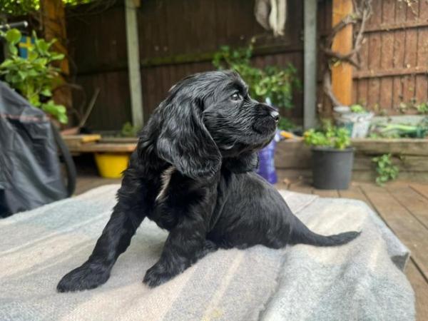 Image 8 of beautiful cocker spaniel puppies for sale