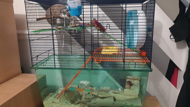Image 1 of 2 gerbils with full set up