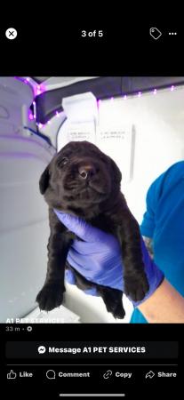 Image 7 of Litter of labrador puppies