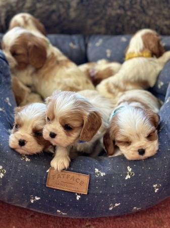 Image 5 of KC registered & insured Cavalier puppies