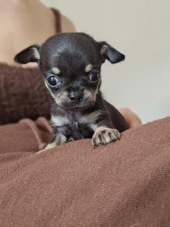 Image 1 of Female Chihuahua Puppies