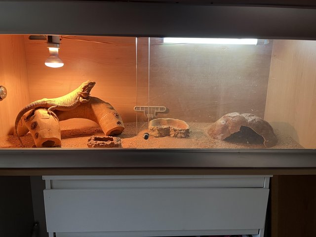 Preview of the first image of BEARDED DRAGON AND VIVARIUM SET UP.