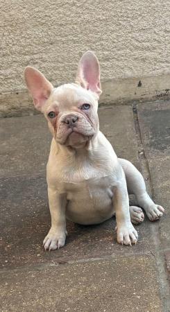 Image 3 of Puppy French bulldogs for sale