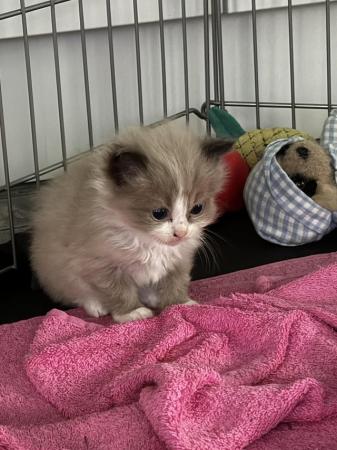 Image 7 of Pure Bred Ragdoll Kittens