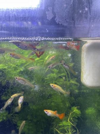 Image 4 of BABY MALE AND FEMALE GUPPIES £1 EACH