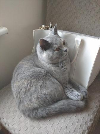Image 8 of Beautiful British Shorthair Kittens in St Helens 450 pounds