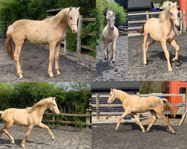Preview of the first image of PRE Yearling palomino Gelding.