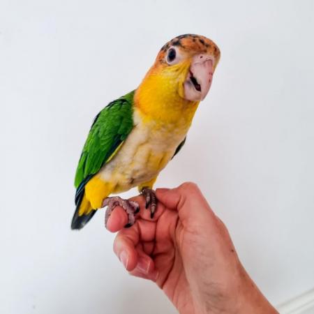 Image 7 of Handreared Yellow Thighed Caiques - Last one left