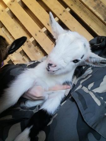 Image 3 of Pygmy Goat Kids from this years kidding