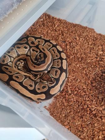 Image 10 of Various ballpythons hatching and adult females