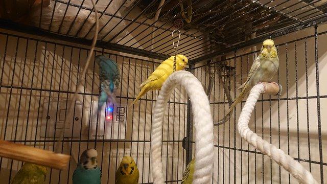 Image 3 of mixed budgies for salemales and females