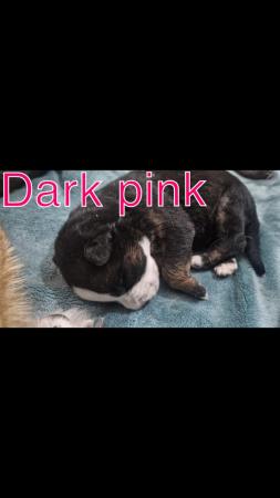 Image 2 of Beautiful Gsd x puppies (rare colour)