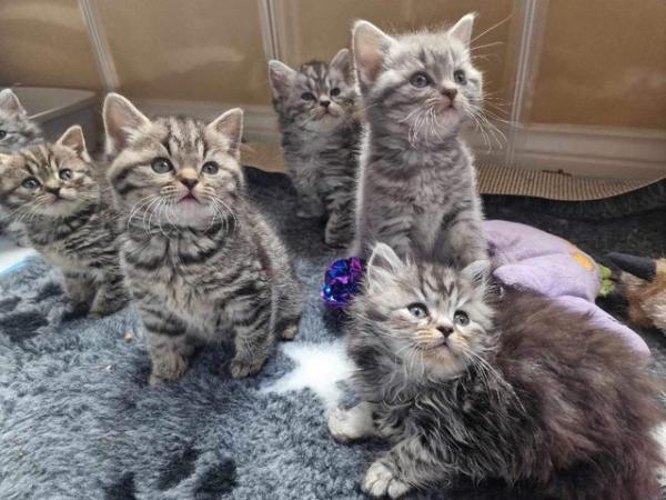 Image 6 of Black Silver tabby kittens,