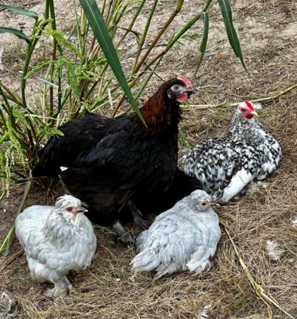Image 20 of Pekin chicks, etc., big brown hatching eggs