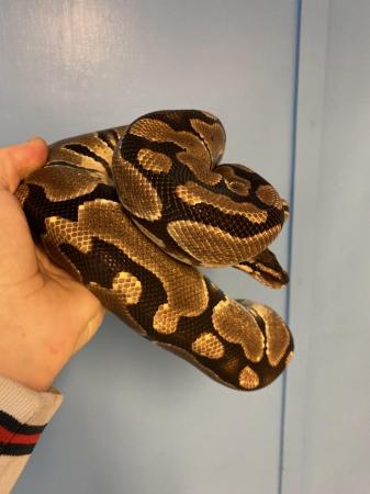 Image 5 of Female Royal Pythons over 1200g (£10 each)