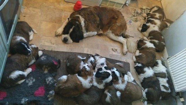 Image 2 of KC Saint Bernard Pups from HEALTH TESTED lines