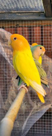 Image 3 of Beautiful Quality LoveBirds of different colours