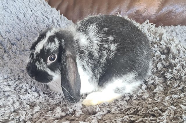 Image 6 of One MALE mini lop cross breed rabbit for sale. READY NOW