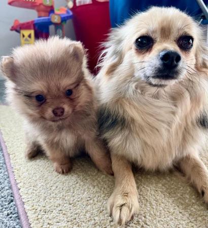 Image 18 of Beautiful Pomeranian x Chihuahua Puppies