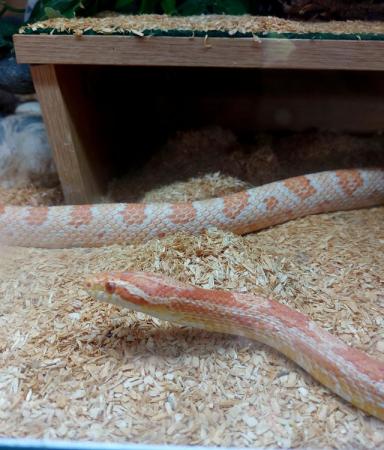 Image 2 of 2 beautiful corn snakes with vivs