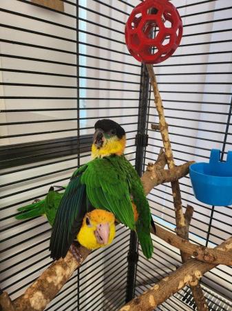 Image 6 of Caique Female - *silly tame with cage*