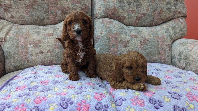 Image 8 of Gorgeous F1 toy cavapoo puppies