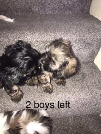 Image 11 of 2 beautiful male shih tzu left £500 ready now 9 week old