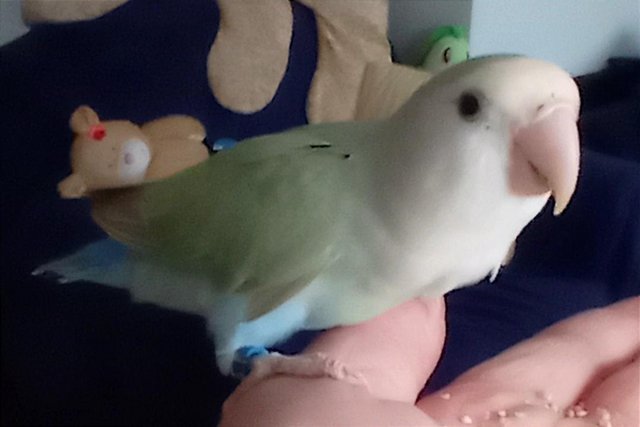 Preview of the first image of Tamed female peachfaced lovebird.