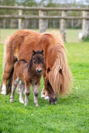 Image 3 of Super friendly Miniature Shetland Colt available at weaning.