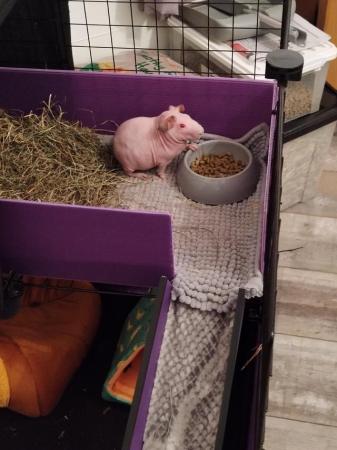 Image 1 of Male Skinny pig for sale