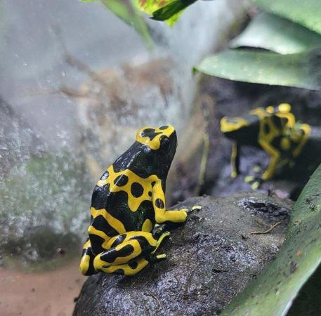 Image 1 of Dart frog Tadpoles, Bumblebee, Dendrobate leucomelas,