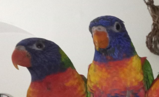 Preview of the first image of 7 month old Rainbow Lorikeets.