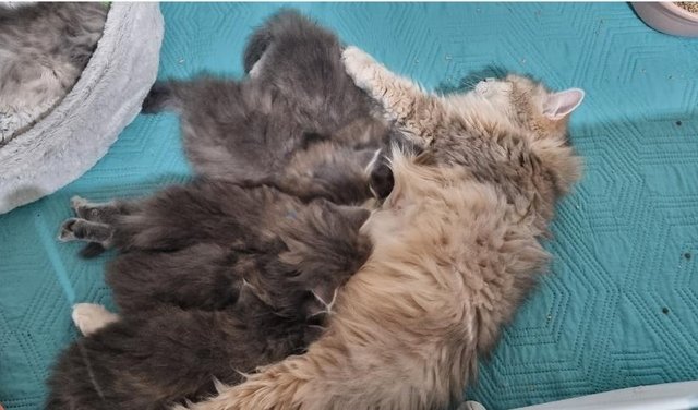 Image 2 of Pure/Pedigree  Siberian kittens  available